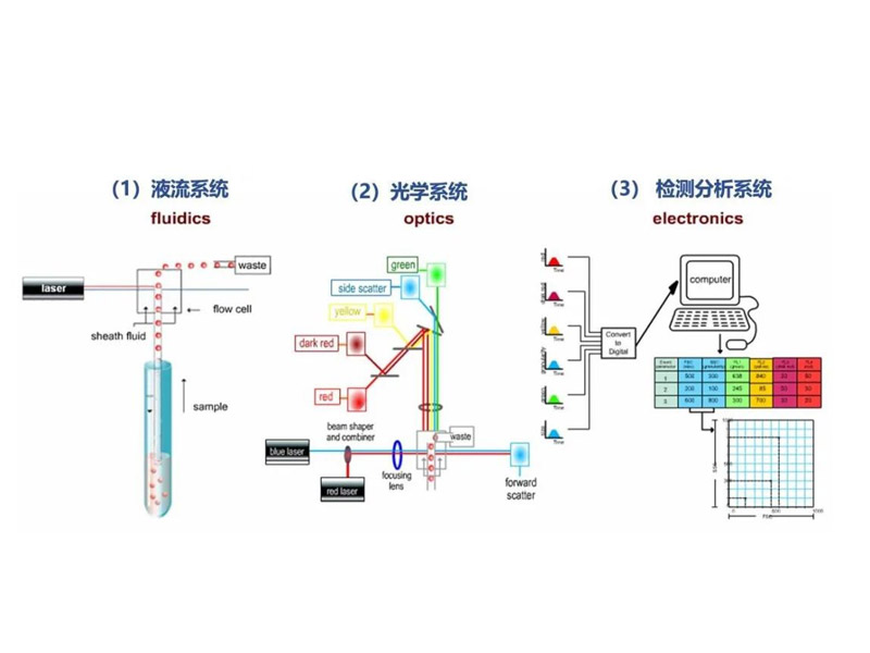 Read more about the article 关于流式细胞仪你了解多少？