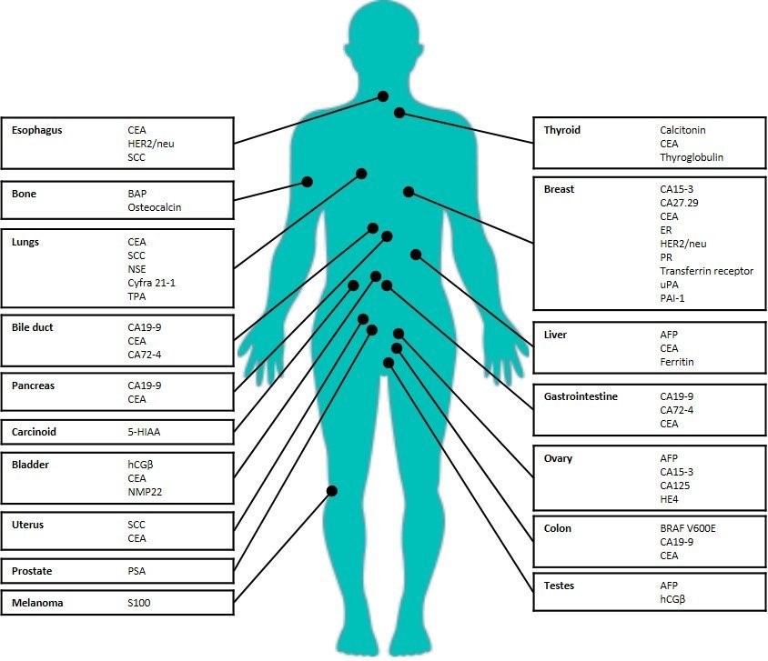 Read more about the article ELISA系列丨肿瘤标志物tumor markers