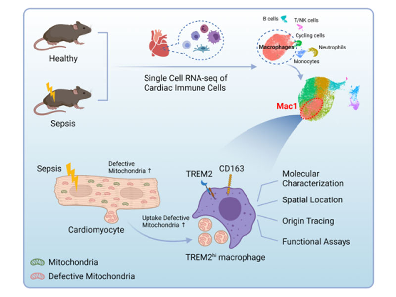 Read more about the article 新发现：脓毒症心肌病治疗关键免疫细胞亚群 - 高表达TREM巨噬细胞