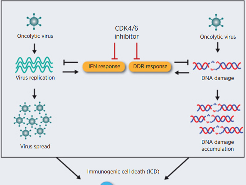 Read more about the article 流式细胞术与ELISA的应用——IF= 13.7 ▏CDK4/6抑制可增强溶瘤病毒的疗效