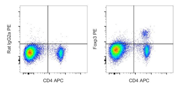 Anti-Rat Foxp3, PE (Clone: FJK-16s) 检测试剂 - 结果示例图片