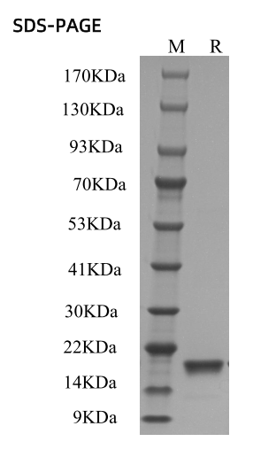 Recombinant Mouse LIF