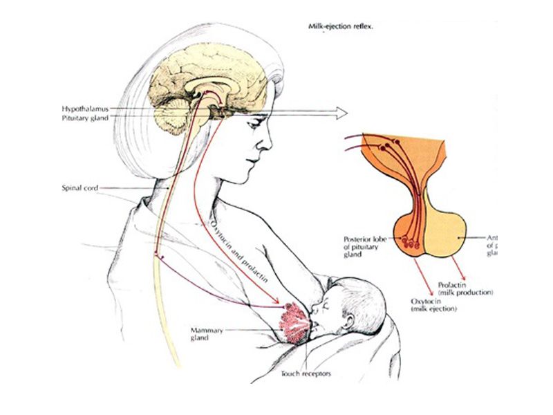 Read more about the article Human PRLR检测试剂盒k8凯发赢家一触即发,天生赢家一触即发凯发,凯发天生赢家一触即发首页Elisa试剂盒推荐