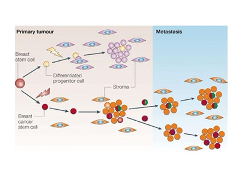 Read more about the article 解析：肿瘤干细胞Cancer Stem Cell,CSC