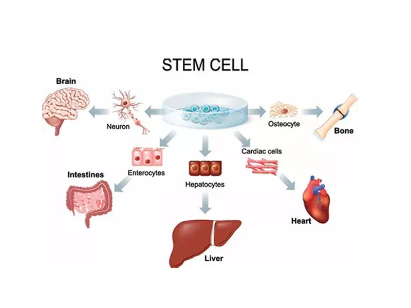 Read more about the article 科学家们用干细胞培育出了2种更完善的人体器官