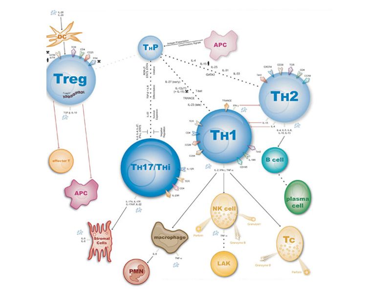 Read more about the article Th细胞亚群（流式细胞术检测专刊）