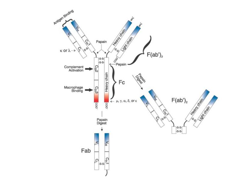 Read more about the article 探针标记的二抗偶联物产生的交叉吸附类型