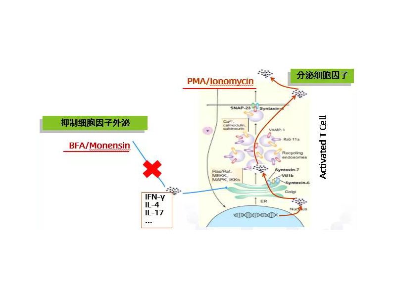 还在Th17检测中挣扎，这份攻略治愈你