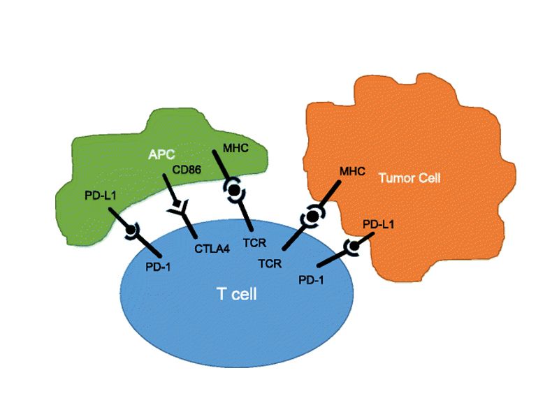 Read more about the article ELISA系列 | 免疫检查点（Immune checkpoint）功能简介