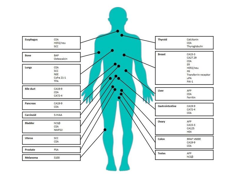 Read more about the article ELISA系列 | 肿瘤标志物 tumor markers