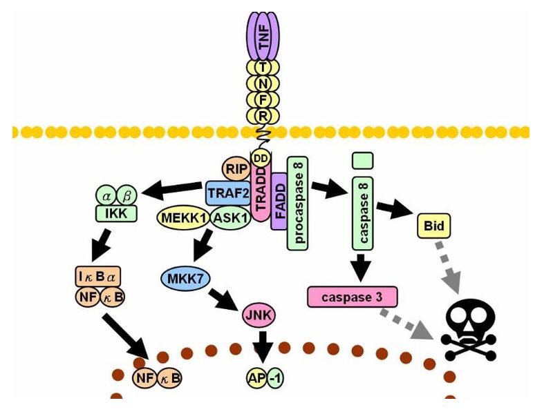 Read more about the article 肿瘤坏死因子受体TNFR/CD120