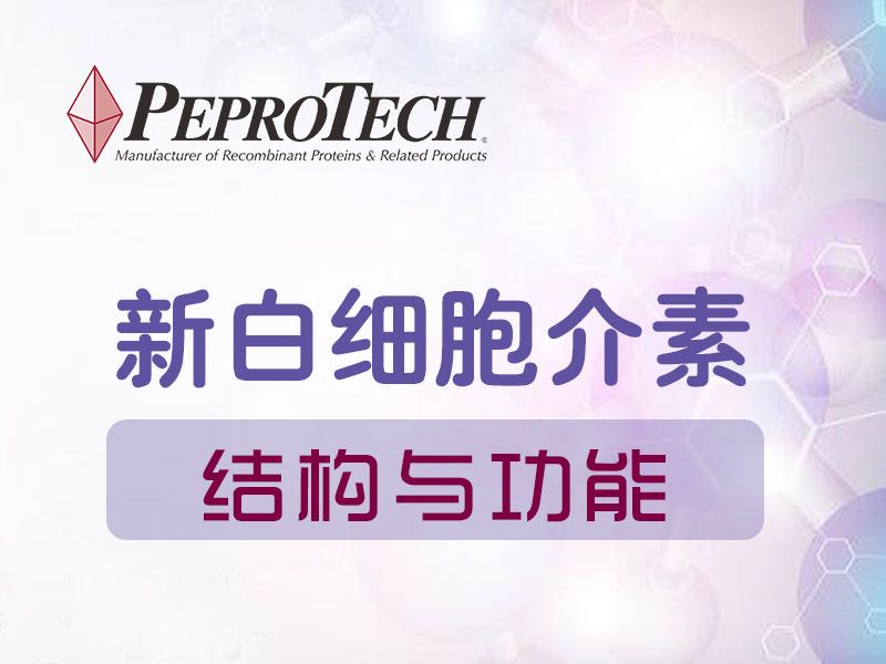 Read more about the article 新白细胞介素结构与功能及相关产品介绍