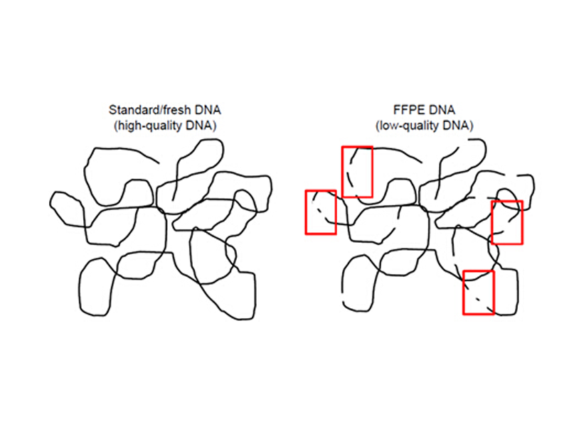 Read more about the article FFPE样本保存久了，提出来的DNA还能用吗?