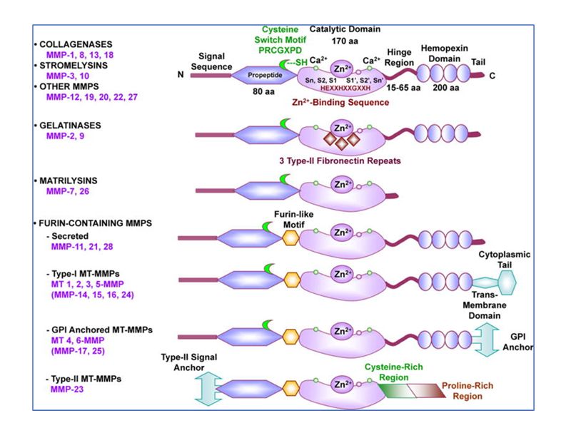 Read more about the article 基质金属蛋白酶（MMPs）种类及功能
