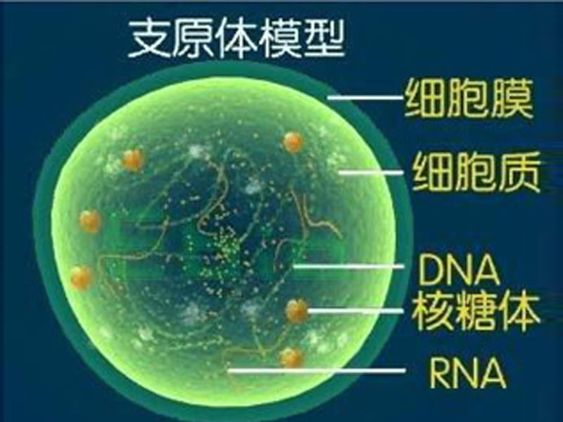 Read more about the article 细胞培养中支原体污染的救星来啦！