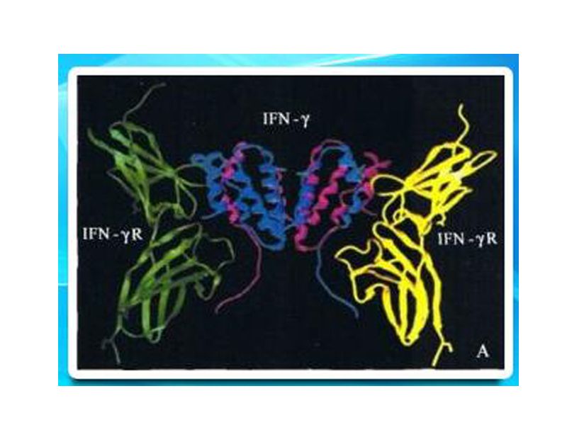 Read more about the article PEPROTECH产品推荐：IFN-γ糖蛋白