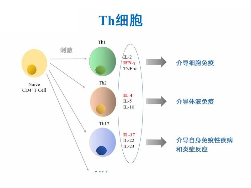 【视频】Th1/Th2检测操作演示