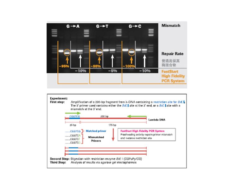 Read more about the article 罗氏 FastStart High Fidelity PCR System Ⅲ