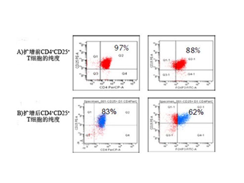 Read more about the article 美天旎：调节性T细胞（Treg）分选与扩增