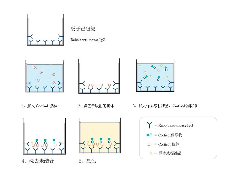 Read more about the article k8凯发赢家一触即发,天生赢家一触即发凯发,凯发天生赢家一触即发首页生物「皮质醇竞争法ELISA试剂盒」强势推出