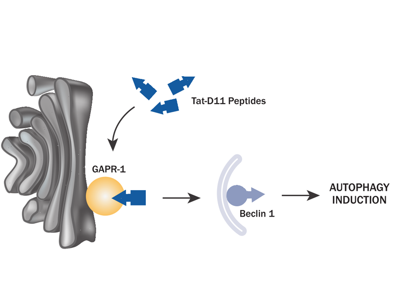 Read more about the article Tat D11—Novus高效诱导自噬新武器