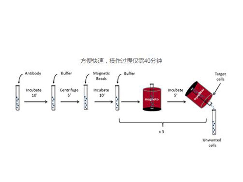 Read more about the article eBioscience细胞分选试剂第一波