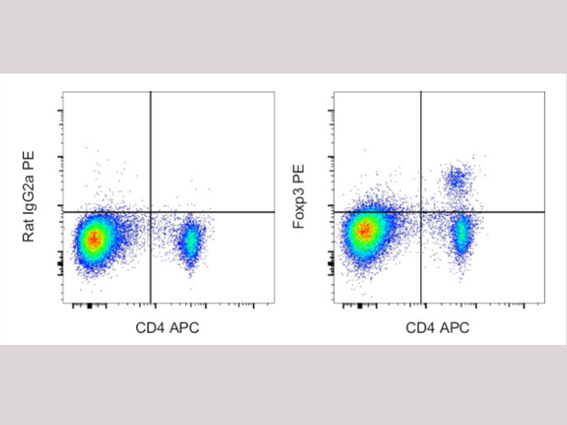 新品发布 | 大鼠Foxp3流式抗体上市了，速来体验吧